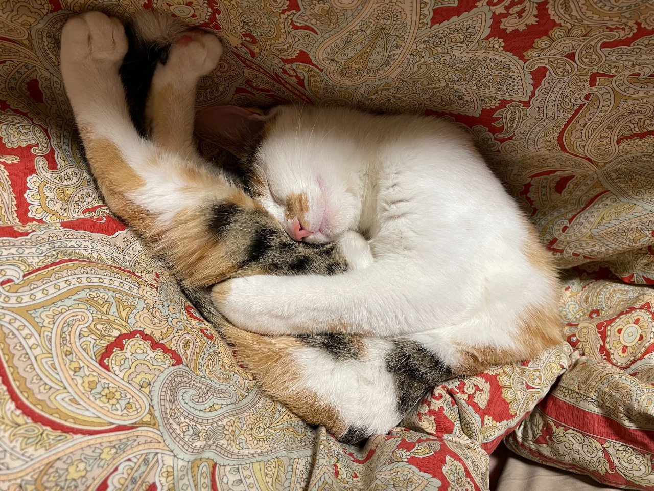 三毛猫
